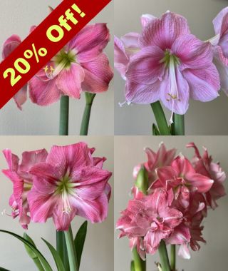 The Pink  Holiday Amaryllis Special