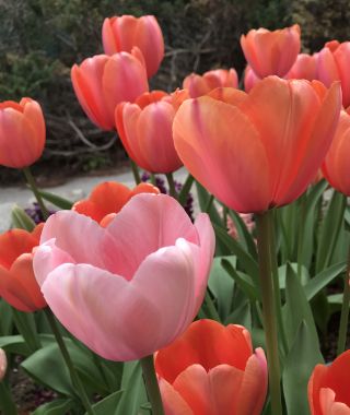 The Apricot & Salmon Impression Tulip Special 