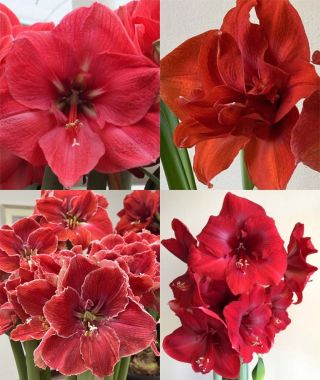 The 20%-Off Valentine’s Red Amaryllis Special