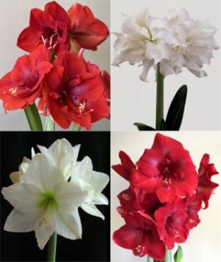 The 20%-Off Red & White African Amaryllis Special