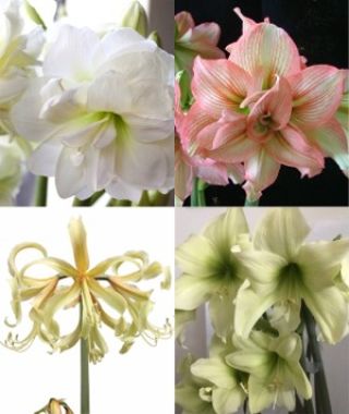 The 20%-Off Wonderfully Unusual Amaryllis Special
