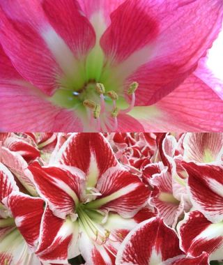 The 20%-Off Biggest Amaryllis Bulbs Ever Special