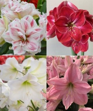 The Woodland Wonders Special 