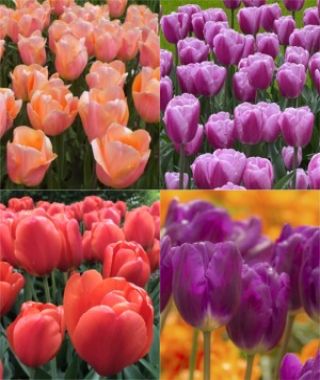 The Spice-It-Up Triumph Tulip Special