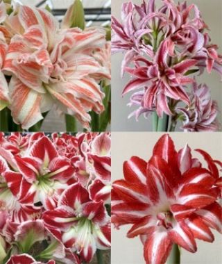 The 20%-Off Candy Cane Dutch Amaryllis Special