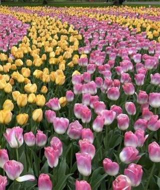 The Magical Sibling Tulip Special