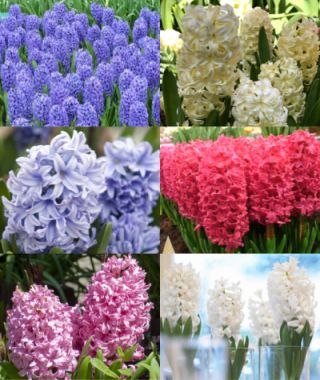 The Hyacinth Forcing and Exhibition Collection