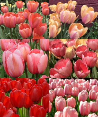 The Impression Tulip Grand Collection