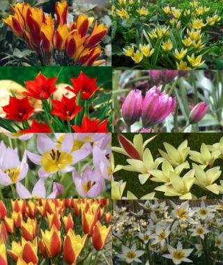 The Wild Species Tulipa Mixture