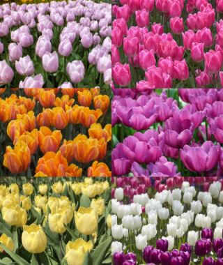 Collection B:  Single Early Tulips