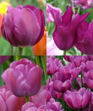 Collection E: The Early-to-Late Purple Tulip Garden