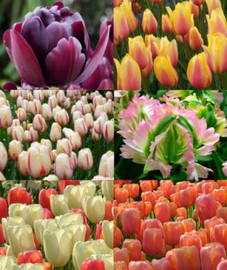 Collection G: The Latest May Tulip Garden