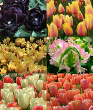 Collection G: The Latest May Tulip Garden