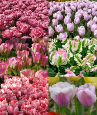 Collection H: The Spring-Long Pink Tulip Celebration