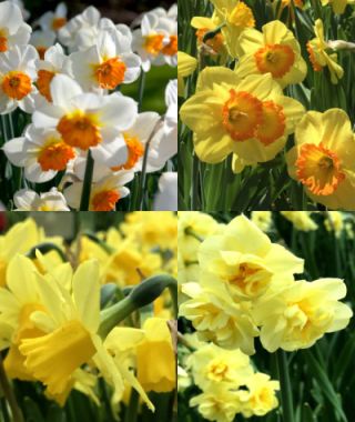 Collection J: Early-to-Late Naturalizing Narcissi 