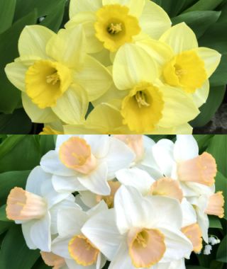 Collection M: Perfect Naturalizing Narcissus Mates 