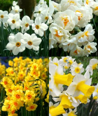 Collection N:  Fragrant Narcissi