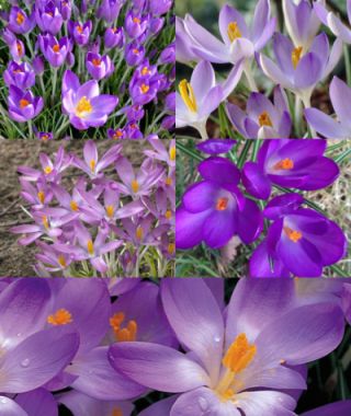 Collection Q:  The Crocus tommasinianus Lawn-of-Dreams