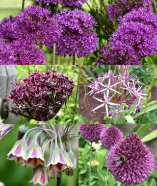 Collection T: The Must-Plant Allium Sampler