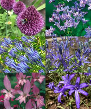 Collection U: Essential Late Spring Perennials