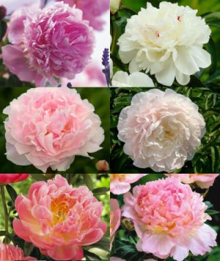 Collection W: The Quintessential Fragrant Peony Collection