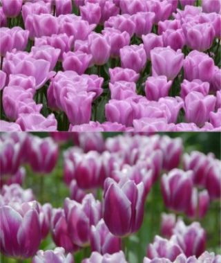 The Luminous Synaeda Tulip Special