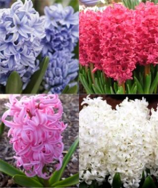 The Fragrant Hyacinth Special 