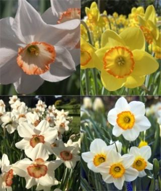 The Large Cupped Narcissus Special