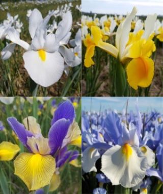 The Big Dutch Iris Cutting Garden