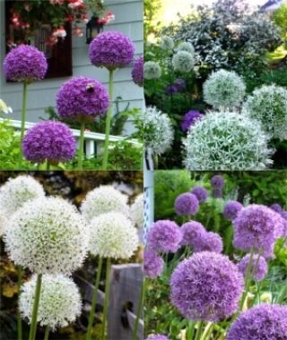 The Purple and White Globe Allium Special