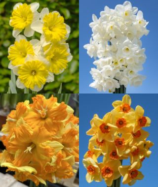 2024 Narcissus Introductions 