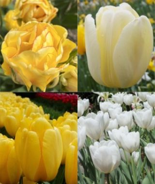 The Lemon Meringue Tulip Special 