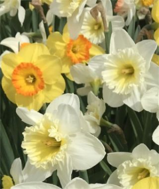 The Heirloom Narcissus Special