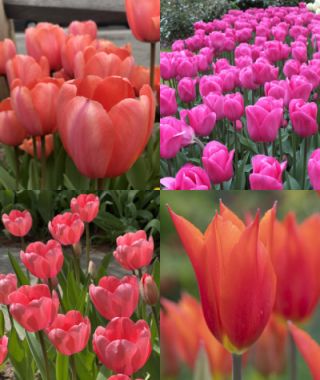 The Orange and Pink Tulip Special