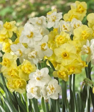 The Fragrant, Late Double Narcissus Special