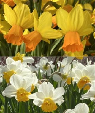 The Early Cyclamineus Narcissus Special