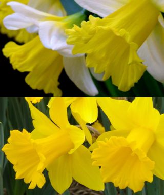 The Showy Trumpet Daffodil Special