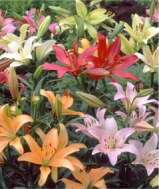 Photo: Asiatic Lily Naturalizing Mix