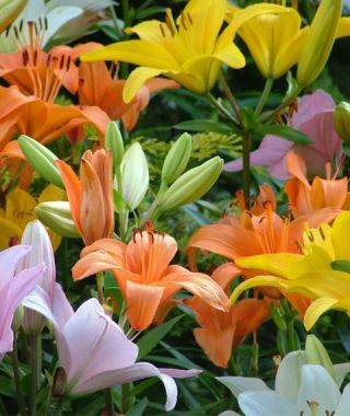 Photo: Asiatic Lily Pastel Mixture