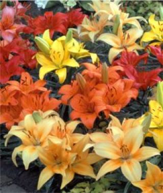 Photo: Lily Asiatic Low Growing Mixture