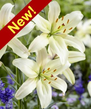 Asiatic Lily Pearl White 