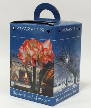 Amaryllis Dancing Queen Gift Box