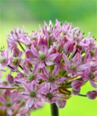 Allium nigrum Pink Jewel