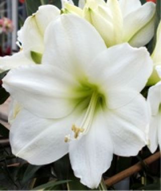Gigantic White Amaryllis 40 cm+