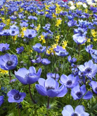 Anemone Giant Blue Poppy (Single)