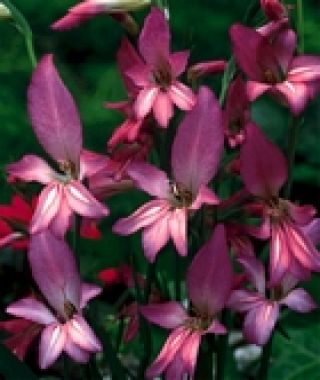 Gladiolus communis ssp byzantinus