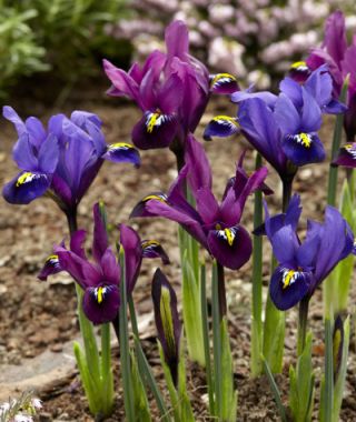 The Blue and Purple Hill Iris Mixture 