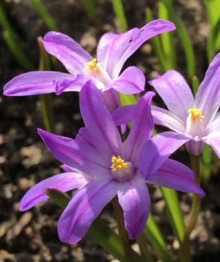 Chionodoxa luciliae Violet Beauty