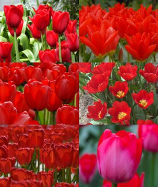 Collection A: The Early to Late Red Tulip Garden