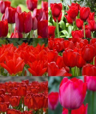 Collection A: The Early to Late Red Tulip Garden